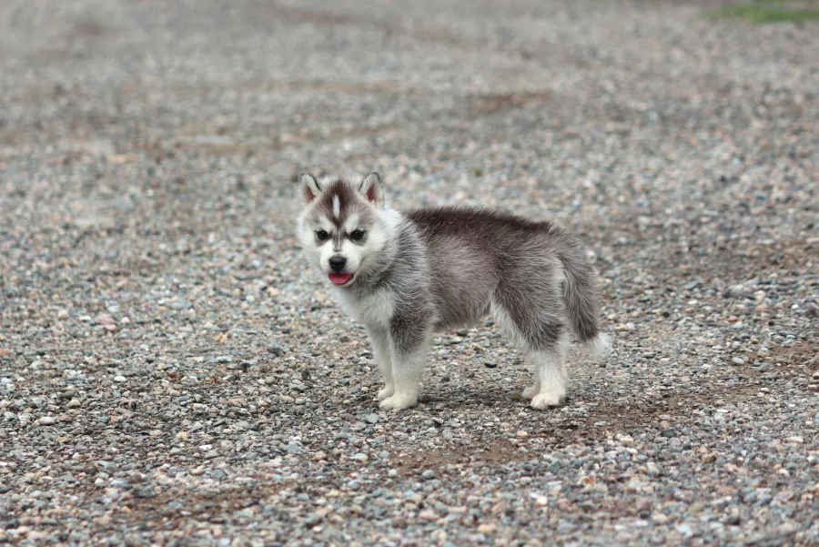 Ein Husky steht neugierig draußen