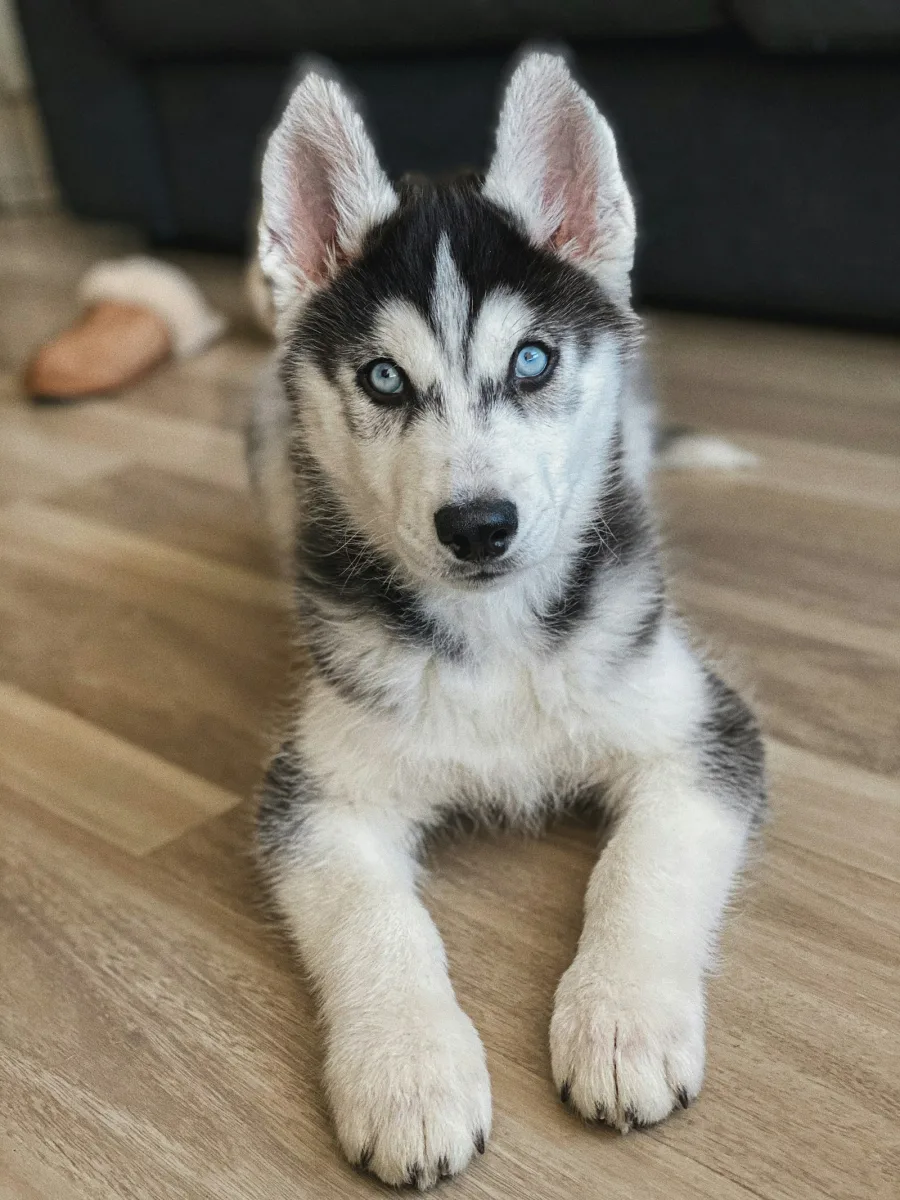 Ein Husky-Welpe liegt auf einem Holzboden