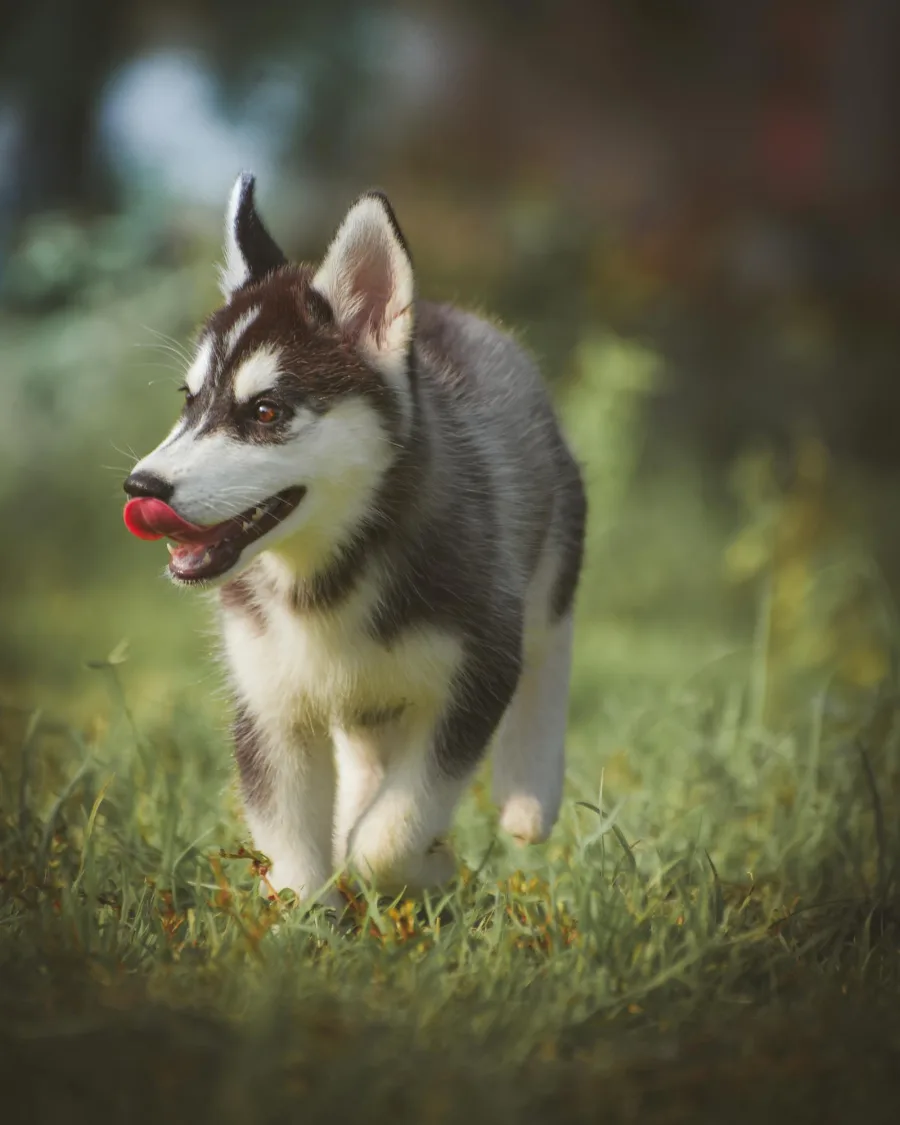 Ein Husky-Welpe läuft durch Gras